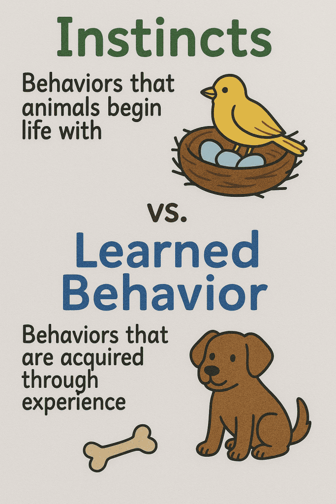 Instincts and learned behavior definitions, animal behavior, innate vs. acquired behaviors, educational infographic for biology, animal psychology principles, online course material from FSICourses.net.