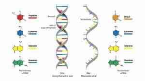 GA Inspire Biology Unit 3 – Structure & Function of Molecular Genetics