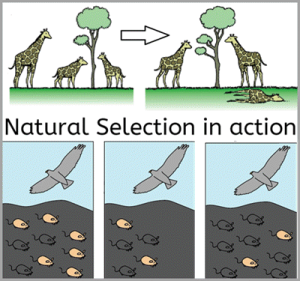 GA Inspire Biology Unit 1 – Stability & Change in Populations Over Time