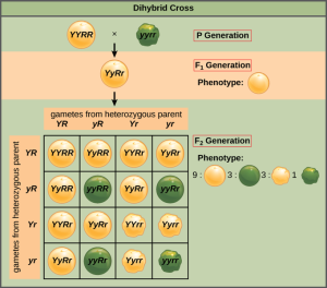 GA Inspire Biology Unit 4 – Patterns in Heredity & Selection