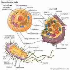 GA Inspire Biology Unit 2 – Patterns in Living Systems