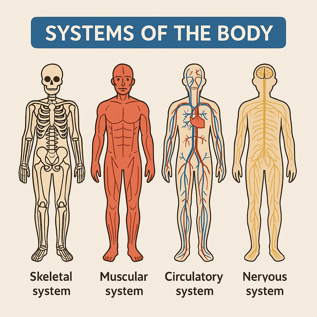 Skeletal, muscular, circulatory, and nervous systems illustration for FSI Courses on human anatomy and body systems education.
